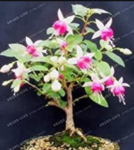 PWO Fresh 100Pcs Purple Double Petals Fuchsia Clerodendrum Thomsonae Balf Bonsai - £4.00 GBP