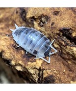 XYZReptiles Live Insects Dairy Cow Isopods for Sale Cleanup Crew for Ter... - $68.61 CAD