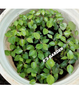 VCS 5 Seeds River Leaf Vine Seeds Hat Lá Giang High Germination Rate 85%... - $256.33 MXN