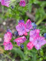 Fresh 25 Rose Viper&#39;S Bugloss Pink Echium Plantagineum Rose Bedder Flowe... - $3.50