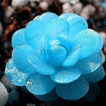 40 Seeds Mini Blue Lithops Plant Succulent Flores Ass Flower Plantas Stone Bonsa - £8.96 GBP