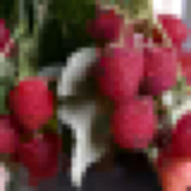 Caroline Red Raspberry 1 year old plant 3.5 inch pot - £23.74 GBP
