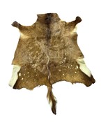 Bushbuck Skin Rug - Real Bushbuck Hide African Antelope Skin Size: 39x37... - $266.31