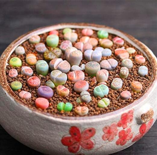 AQL 1000 Of Lithops Seeds Mixed
