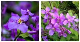 400 Seeds / Pack, Violet Orychopragmus Flower Seeds Beautiful Purple Flowers - £16.75 GBP