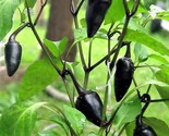 Sale 25 Seeds Black Hungarian Pepper Capsicum Annuum Mildly Hot Vegetabl... - £7.93 GBP