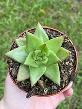 Echeveria agavoides, Molded-Wax Agave, in 3 inch Pot, - £7.44 GBP