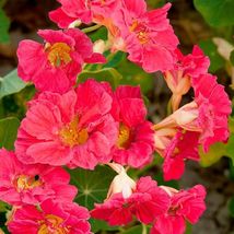 30 Seed Cherry Nasturtium Beauty Jewel Rose Fanciful &amp; Frilly Outdoor Live Plant - £25.41 GBP