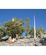 Pinus Longaeva Great Basin Bristlecone Pine Tree 5 seeds US Fast Shipping - $330.97 MXN