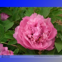 Hong Hui Red Peony Shrub Perennial Flower Seeds Pack 5 Seeds Strong Frag... - $5.46