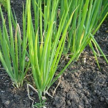 300 Chives Seeds Organic Green Onion Herb Spring Summer Fall Patio Conta... - $7.25