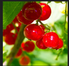 60 Red Wax Currant Berry Seeds (Ribes Cereum) - £4.80 GBP