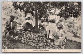 Jamaica Women Pulping Cocoa Postcard B46 - £16.02 GBP