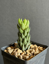 Haworthia reinwardtii rare succulent plant exotic cactus cacti miniature... - $13.85