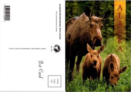 Alaska Alaskan Mother Moose Caring for Young One VTG Postcard - $9.40