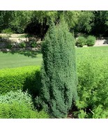 100 Seeds Pencil Point Juniper Bonsai Tree Seeds - $9.99