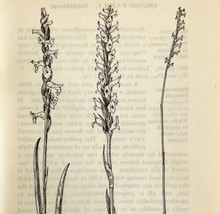 1905 Ladies&#39; Tresses Flower Print Pen &amp; Ink Lithograph Antique Art 6.75 x 3.75&quot; - £13.76 GBP