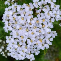 Fresh USA Seller White Yarrow Seeds Fresh Organic Achillea Millefolium, Allheal, - £5.99 GBP