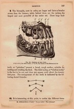 Antique Medical Print The Jaw 2 Sides Treatise On Physiology &amp; Hygiene 1890 - £28.89 GBP