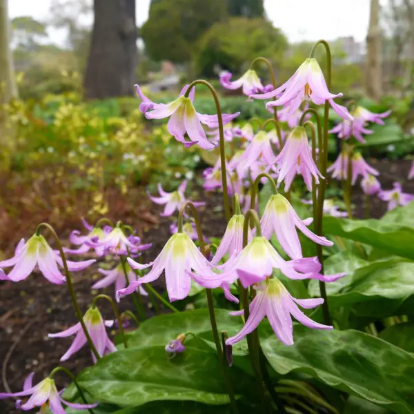 Top Seller 10 Pink Fawn Lily Trout Avalanche Dogs Violet Erythronium Rev... - $15.10
