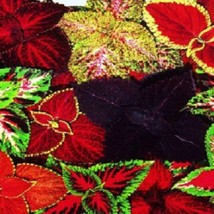 USA SELLER Mpb#1 Coleus Seeds Coleus Rainbow Grimes Mix Coleus Seeds Seeds 50 Th - $20.70