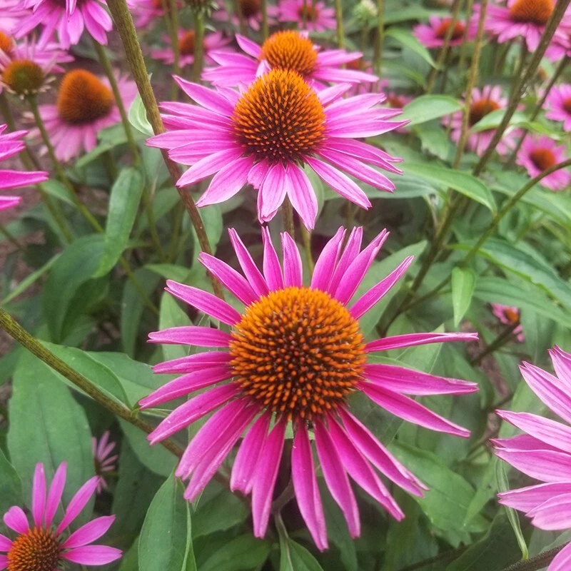 15+ Seeds Echinacea Pica Bella house plant  garden flowers - $6.94
