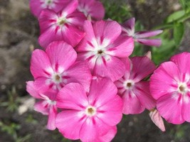 20 Candy Stripes Creeping Phlox Seeds Bw91043 Garden - $11.75