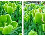 50 Seeds Triumph Tulip Green Power Garden - $34.93