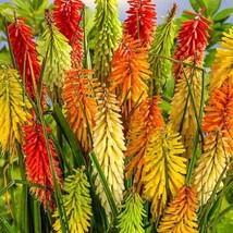 25 Torch Lily Mix Hot Poker Flower Seeds Perennial Flowers Seed 856 US SELLER - £7.12 GBP