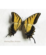 Two-Tailed Papilio Multicaudata Grandiosus Butterfly Framed Entomology S... - $149.40 CAD
