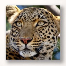 Leopard Framed Print 24" High Stretched Canvas Color Photo Print  Africa  - $39.59