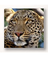 Leopard Framed Print 24&quot; High Stretched Canvas Color Photo Print  Africa  - £31.28 GBP