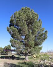 Afghan Pine  20 Seeds  Pinus eldarica - €5,05 EUR