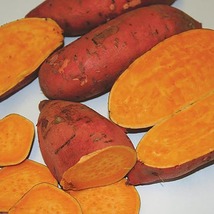 Carolina Ruby Sweet Potato Slips - Ipomoea batatas - 2 Slips - $24.99