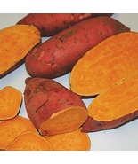 Carolina Ruby Sweet Potato Slips - Ipomoea batatas - 2 Slips - $24.99