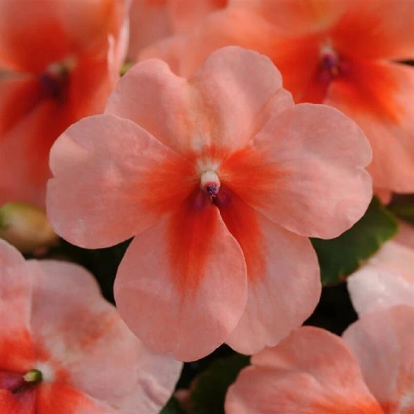 Impatiens Seeds 50 Dazzler Salmon Splash Seeds - $13.65
