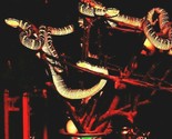 Vtg Cromo Cartolina Penang Malesia Serpente Stanghetta Snakes On Display - $13.59