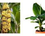 DWARF CAVENDISH Banana Tree Live Musa Banana STARTER Plant - £32.53 GBP