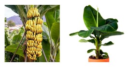 Dwarf Cavendish Banana Tree Live Musa Banana Starter Plant - £32.64 GBP
