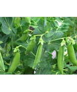 KKG Tendersweet Carrot Seeds Fresh Garden - €6,75 EUR
