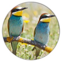 Bee Eater Bird : Gift Coaster Animal Nature Colorful Ecology Pet Birdwatcher Exo - £4.00 GBP