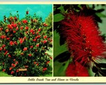 Bottle Brush Tree and Blooming Flower Dual View Florida FL  Chrome Postc... - £2.32 GBP