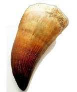 2 INCH MOSASAUR TOOTH LARGE MARINE DINOSAUR MOSASAURUS REAL FOSSIL EXTIN... - $32.62