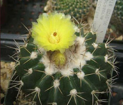 Parodia langsdorfii exotic cacti flowering aloe  notocactus rare cactus 25 SEEDS - £7.18 GBP