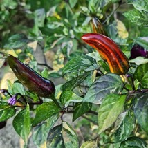 Tiger Jalapeno Pepper Seeds (5) - Spicy Heirloom Variety, Perfect for Home Garde - £5.50 GBP
