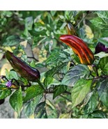 Tiger Jalapeno Pepper Seeds (5) - Spicy Heirloom Variety, Perfect for Ho... - £5.60 GBP