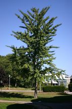 2 Ginkgo Tree (maidenhair tree-ginkobiloba) image 8