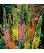 Foxtail Lily Flower, 100 Seeds D - $20.13 CAD