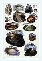 Shells: Dimyaria #4 - £15.96 GBP