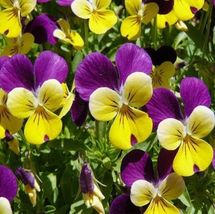 Tg 150 Fresh Seeds Johnny Jump Up - Viola - Flower Seeds - £5.25 GBP